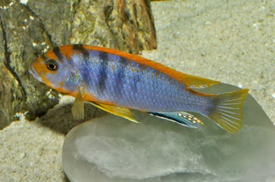 Blauer Labidochromis - Malawi-Buntbarsch (Labidochromis hongi)